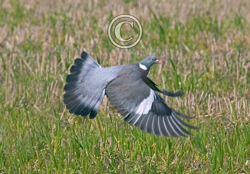 Pigeon in Flight DM0805